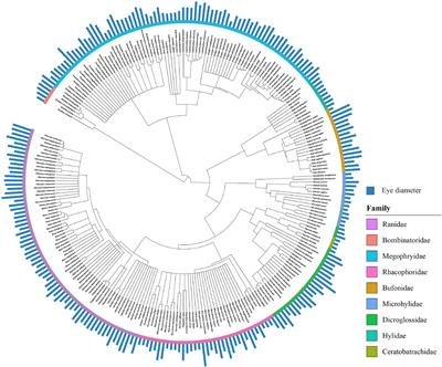 No Evidence for Effects of Ecological and Behavioral Factors on Eye Size Evolution in Anurans